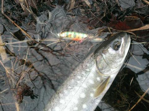 ご無沙汰釣行 ご無沙汰釣行