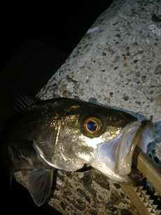 後半戦…奴等が釣れだすと…メバルは難しいね。・゜・(ノД`)・゜・。