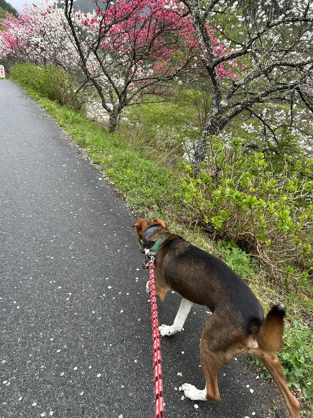 花桃キャンプ 花桃キャンプ