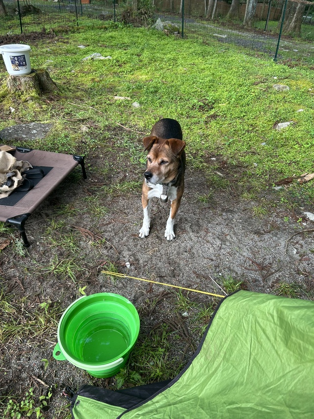 入梅前にひと遊び~かしも愛犬村へ~ 入梅前にひと遊び~かしも愛犬村へ~