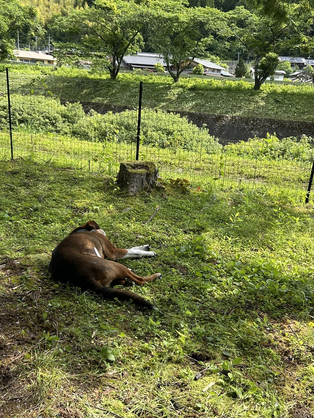 入梅前にひと遊び~かしも愛犬村へ~ 入梅前にひと遊び~かしも愛犬村へ~