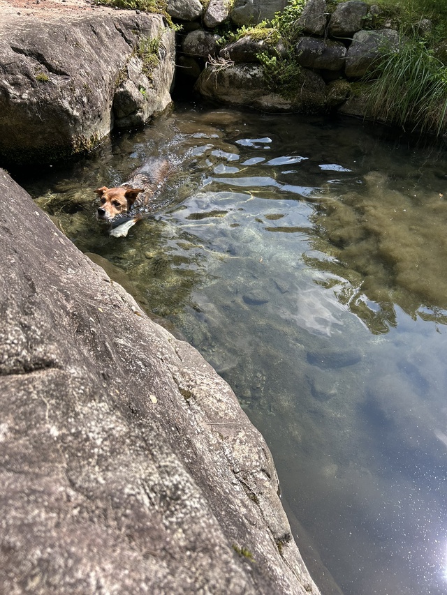 入梅前にひと遊び~かしも愛犬村へ~ 入梅前にひと遊び~かしも愛犬村へ~