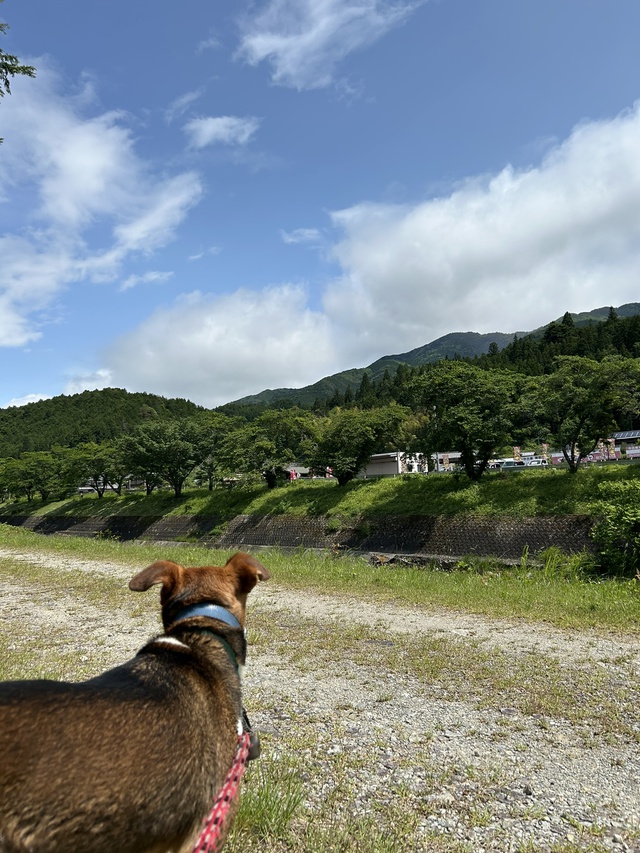 入梅前にひと遊び~かしも愛犬村へ~ 入梅前にひと遊び~かしも愛犬村へ~
