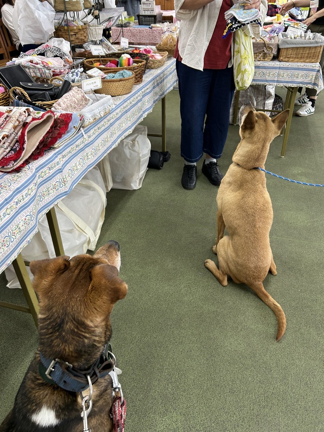 入梅前にひと遊び~かしも愛犬村へ~ 入梅前にひと遊び~かしも愛犬村へ~