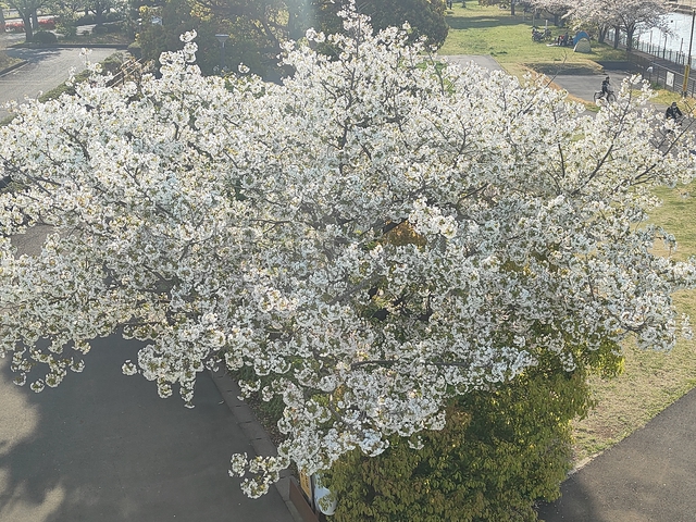 まだ桜満開