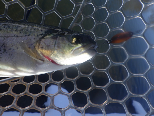 「北方ます釣り場」豪雪の中で釣行　その2