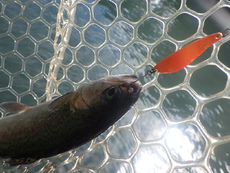 「醒井養鱒場」超久しぶり釣行　その２
