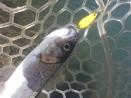 「北方ます釣り場」シーズン終盤釣行　最終話