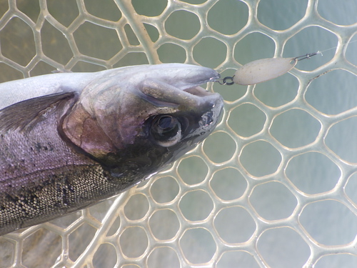 「北方ます釣り場」今シーズン最後の釣行　最終話