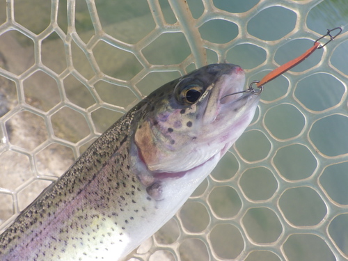 「北方ます釣り場」今年最後の釣行　その２