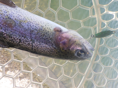 「北方ます釣り場」今年最後の釣行　その２