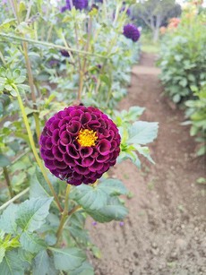 百合が原公園のダリア