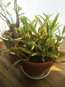 植物たちをよけてもっと光を！！＆雀 2020/12/06 22:36:30