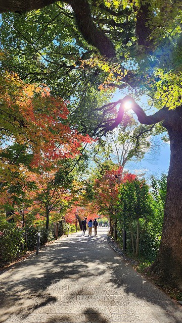 2024年12月 宇治 興聖寺 紅葉鑑賞 2024年12月 宇治 興聖寺 紅葉鑑賞
