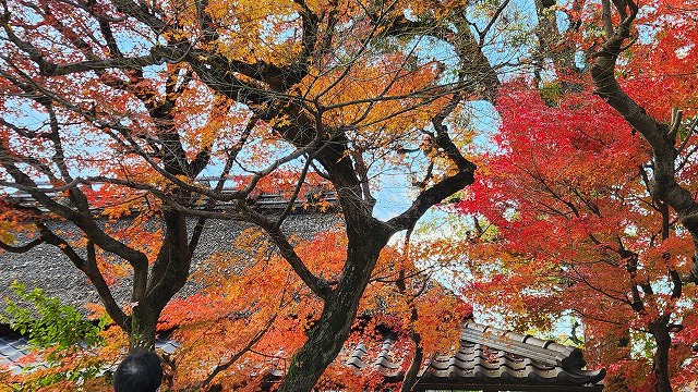 2024年12月 宇治 興聖寺 紅葉鑑賞 2024年12月 宇治 興聖寺 紅葉鑑賞