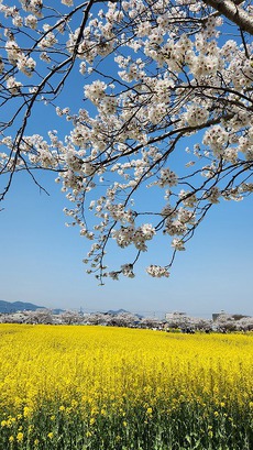 2025年4月　桜鑑賞　藤原宮跡　耳成山　平城宮跡 2025/04/12 07:07:00