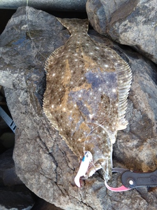 ほぼワームでの釣果